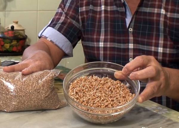Как прорастить пшеницу для кур: проверенные способы с фото