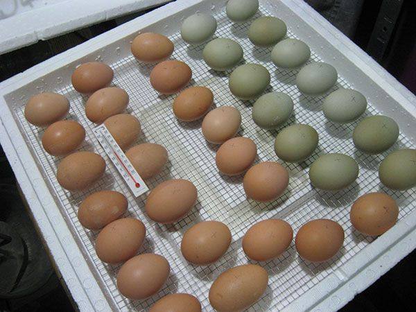 Делаем инкубатор для куриных яиц в домашних условиях самостоятельно с фото