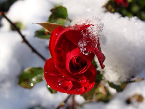 Как укрыть розы на зиму в Подмосковье (видео) - фото
