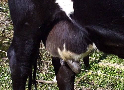 Как вылечить мастит у коровы народными средствами - фото