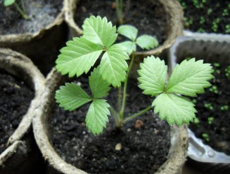 Как вырастить клубнику из семян в домашних условиях с фото