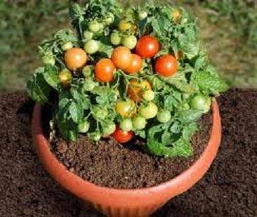Как вырастить помидоры на балконе - фото