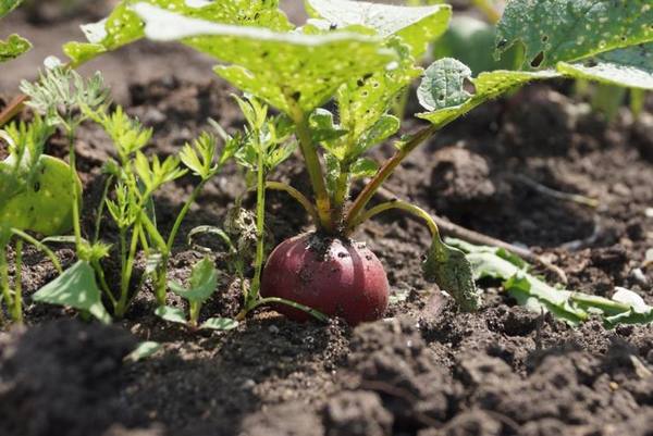 Как вырастить ранние овощи - фото