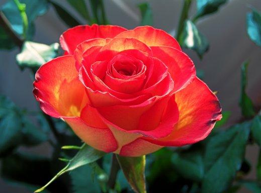 Особенности выращивания роз, как вырастить розу из букета - фото