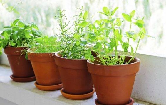 Как вырастить зелень в домашних условиях - фото