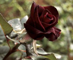 Роза «Черная Магия» Описание сорта и правила ухода - фото