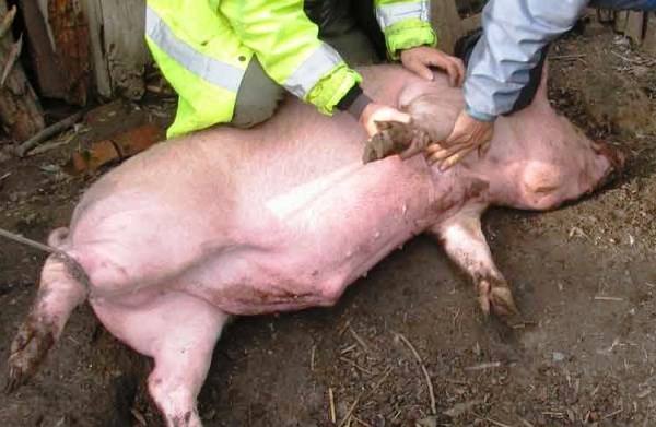 Правильный забой свиньи или как получить качественное мясо - фото