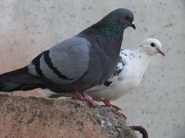 Какие опасные для человека болезни переносят голуби - фото