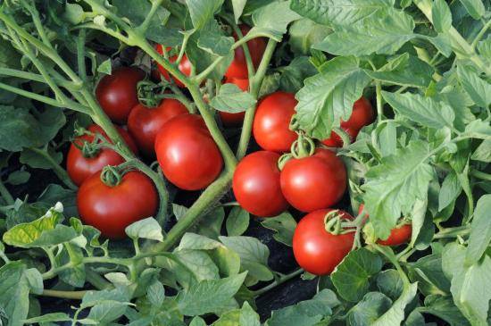 Какие помидоры лучше сажать в теплице для получения обильного урожая? с фото