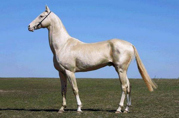 Какие породы лошадей разводят в Мурманской области с фото