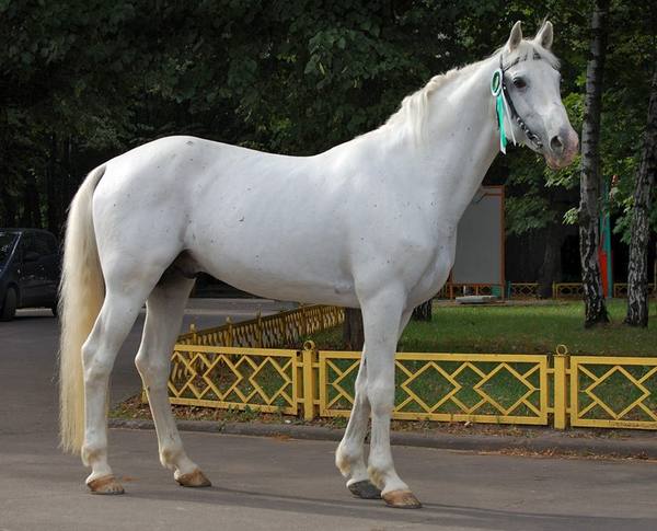 Какие породы лошадей разводят в Омской области с фото