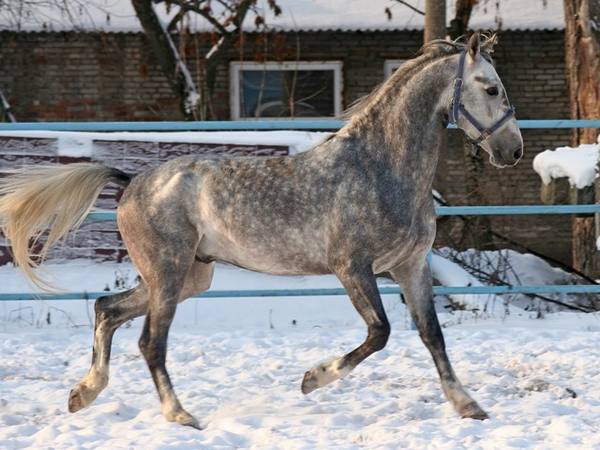 Какие породы лошадей разводят в свердловской области с фото