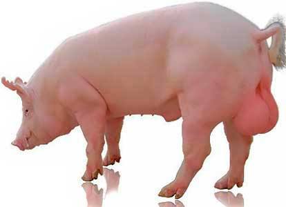 Какие породы свиней разводят в Приморском крае - фото