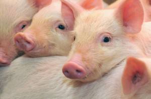 Какие породы свиней разводят в Псковской области - фото