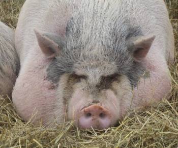 Какие породы свиней разводят в Свердловской области - фото