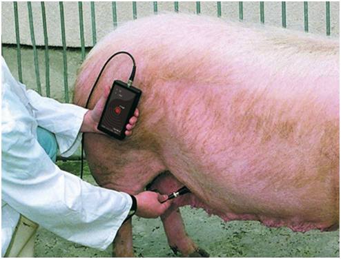 Как определить беременность у свиней - фото
