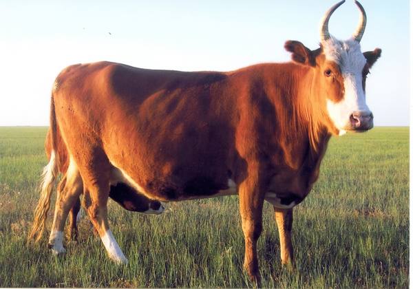 Калмыцкая порода коров для разведения, фото, описание - фото