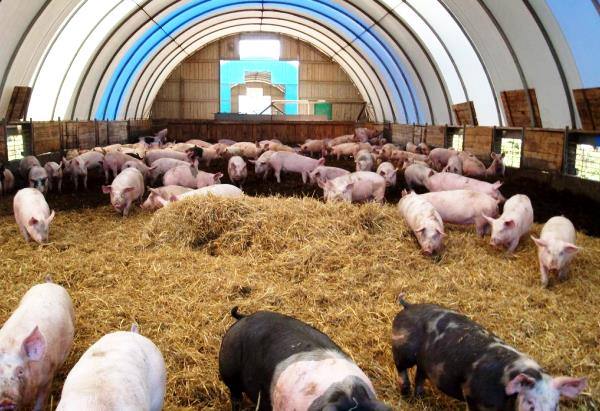 Как снизить затраты на свиноводство с помощью канадской технологии - фото