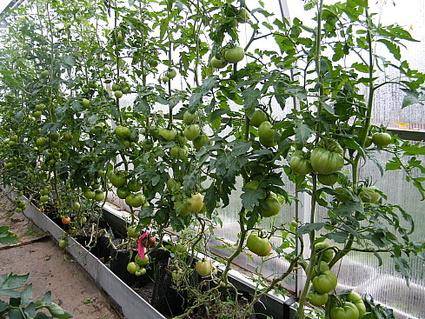 Капельный полив томата: преимущества и польза от применения - фото