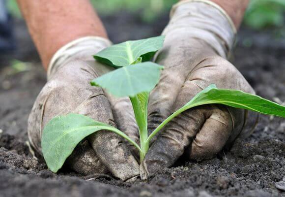 Технология выращивания капусты в теплице и парнике с фото