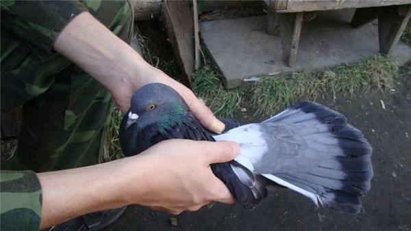 Знакомимся с голубями Украины - фото