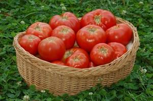 Хорошая подкормка рассады томатов - чем и когда удобрять с фото