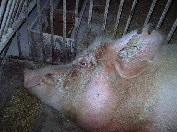 Клещи у свиней: симптомы и эффективное лечение, фото с фото