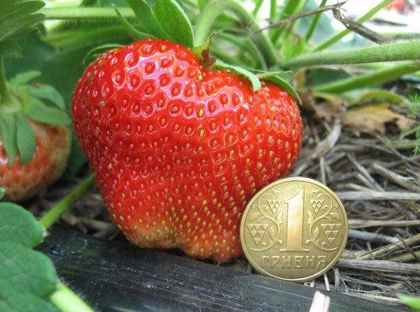 Выращивание клубники «Чамора Туруси»: посадка и уход за ягодой с фото