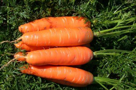 Когда выкапывать морковь и убирать ее на хранение - фото