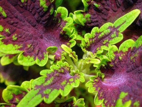 Колеус форсколии: полезный цветок с фото