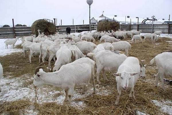 Корм для коз зимой с фото