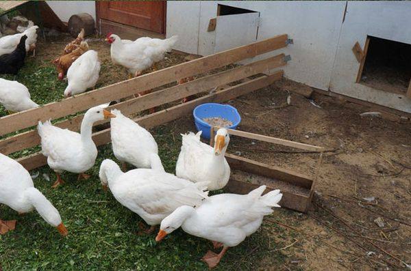 Особенности кормления гусей в домашних условиях с фото