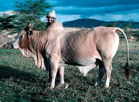 Корова породы зебу: фото и описание - фото
