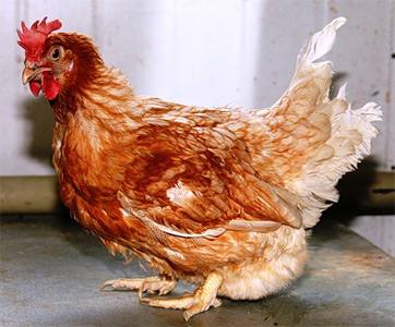 Красная белохвостая порода кур: характеристика, описание и фото - фото
