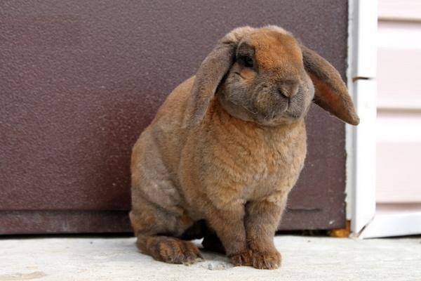 Описание и содержание кроликов Рекс с фото