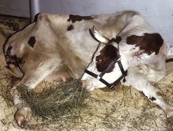 Лечение послеродового залеживания у коров в домашних условиях - фото