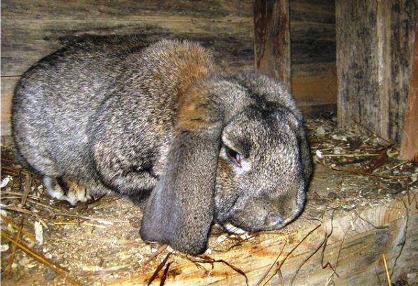 Вздутие у кроликов - какие меры предпринять с фото