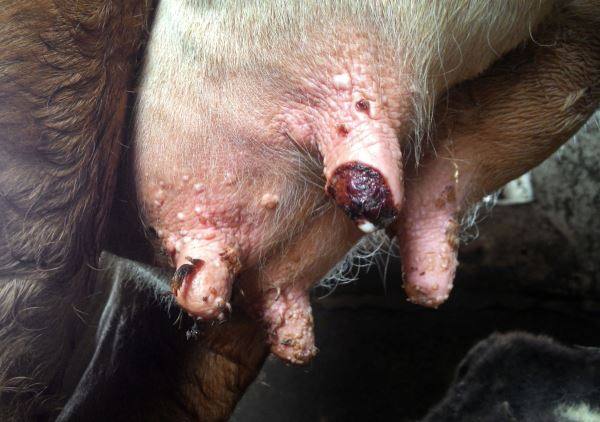 Методы лечения бородавок и папиллом у коров с фото