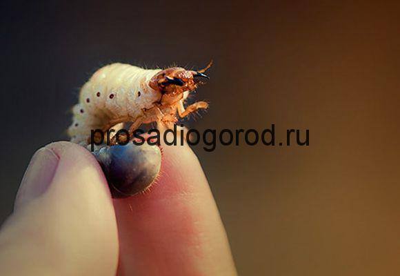 Как избавиться от личинки майского жука на клубнике: эффективные методы борьбы с фото