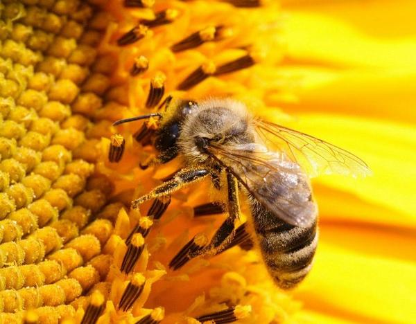 Способы и оборудование для ловли пчелиных роев - фото