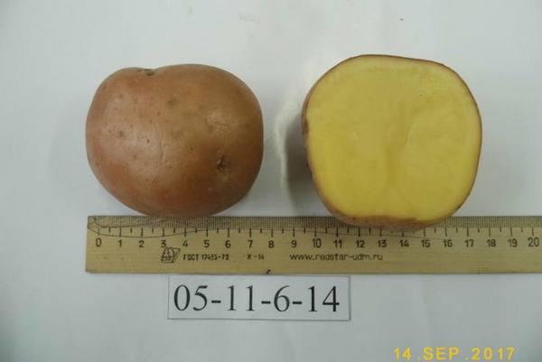 Какие сорта картофеля выращивают в приморском крае?