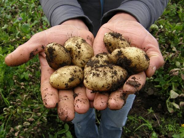 Какие сорта картофеля выращивают в приморском крае?