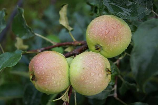 Лучшие сорта яблони для Урала: как выбрать подходящий сорт - фото