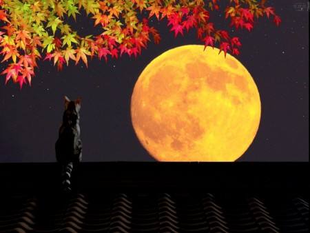Лунный посевной календарь садоводов и огородников на октябрь 2016 - фото