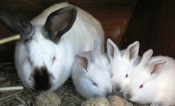 Можно ли кормить кроликов сырой картошкой, вареной и картофельными очисткам ... - фото