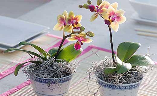 Можно ли поливать орхидею сверху, особенности ухода, полезные советы - фото
