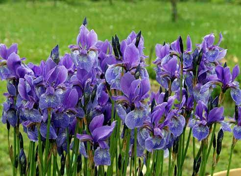 Необыкновенная красота первых весенних цветов - луковичных ирисов - фото