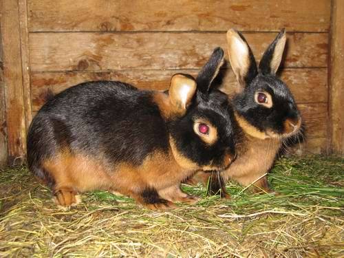 Неприхотливые породы кроликов: фото и описание - фото
