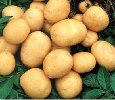 Общая технология хранения картофеля - фото