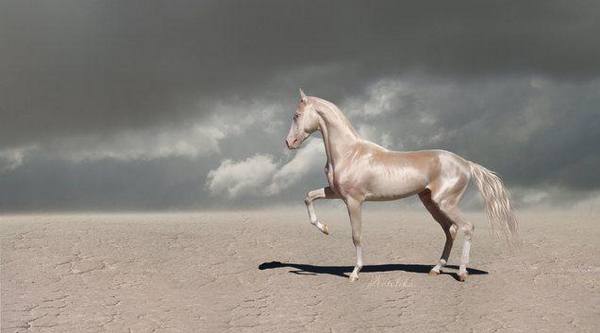 Редчайшие лошади божественного окраса изабелловые с фото